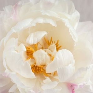 Meet your Posher, Jan